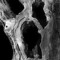 Oldtree