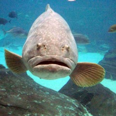 Tomrulesallandpaulsucks