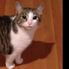 Meowmix172