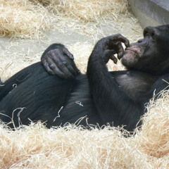 The Calm Chimp