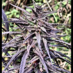 Borja Lledo Iglesias