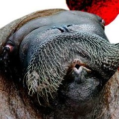 Love You Like A Walrus