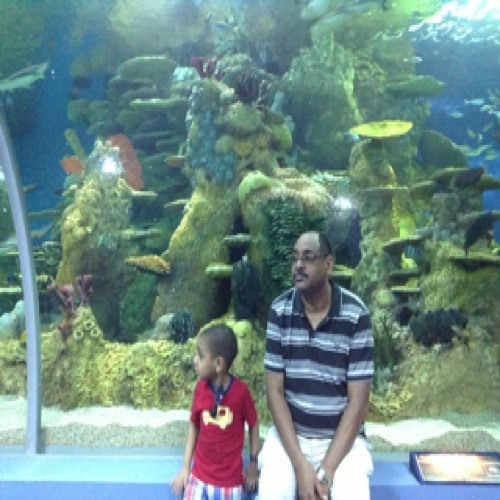 كولاج ..مصطفى حميد أزهري