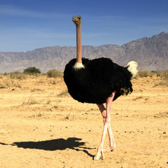 Jawad Amh