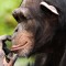 (monkey)