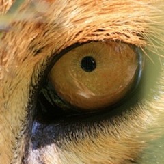 leondelsol