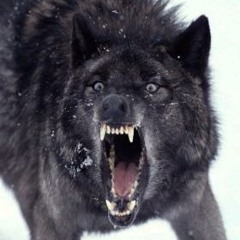 kaizer0001