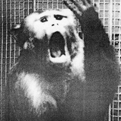 Acid-Monkey