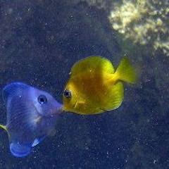 Jacqueline Pereira 8