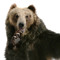 Ninja-bear