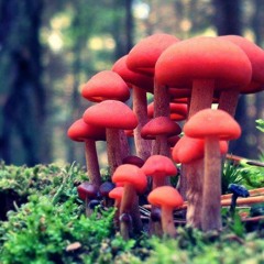 Kannibalistische Tomate