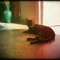 shoros_kiras