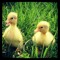 jetzducks