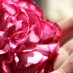 الكلمة، من  مجالس القرآن، د. فريد الأنصاري