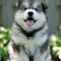 Roberto Rodríguez 124