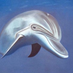 waken Dolphin