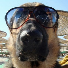 thedogfather