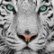 davidtiger