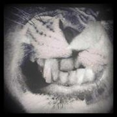 Genita Van Salihovic