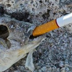 Sunrise Fish Machinery