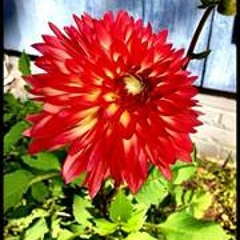 Lynette Gilmour Crouch