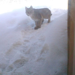 Jennifer Busuttil-Larose