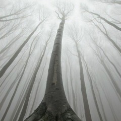 Forest Fortress