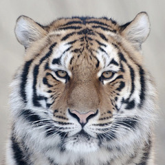 LiquidTiger