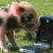 business_pig