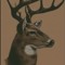 Thunderdeer