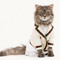 Z_cat_Z