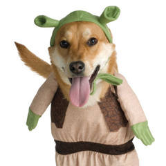shrek dog