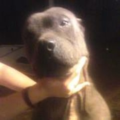 Debbie Scheidt Crespo