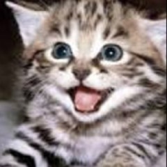 AdorableKitten(Official)