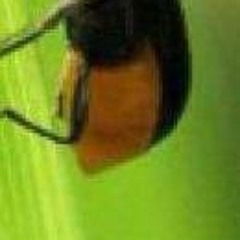 Debbie Merasty-Zapton