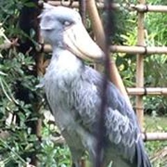 Satoshi  Hashimoto 2