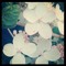 raynedrops23