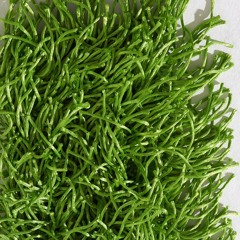 The Shagg Disadvantage