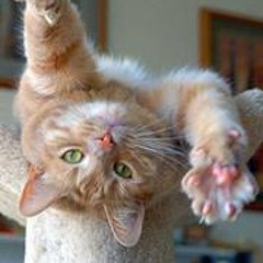 Frederique Defranchi