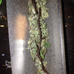 UK CHRONIC HIGHGRADE