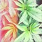 LFTD420