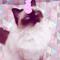 llouice