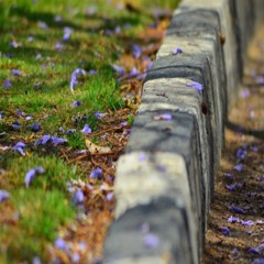 Ahmed Wageeh Shabaan