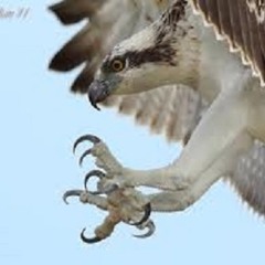 sal22331 ابوالجراح الصوفي