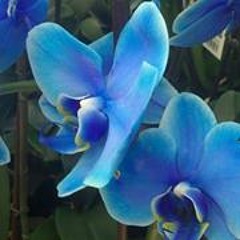 Alex Enrich Carrasquilla