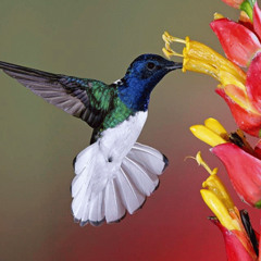 Petit Colibris