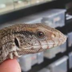 Matt Jester Montalbo