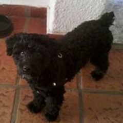 Claudio Ripper Cottet