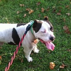 Shinjthagotd*mnAsian