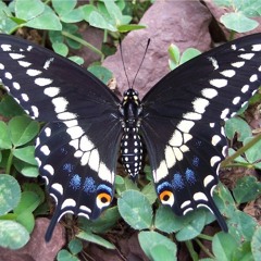 Saul Matthew Bateman